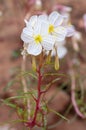 Oenothera pallida Ã¢â¬â pale evening-primrose